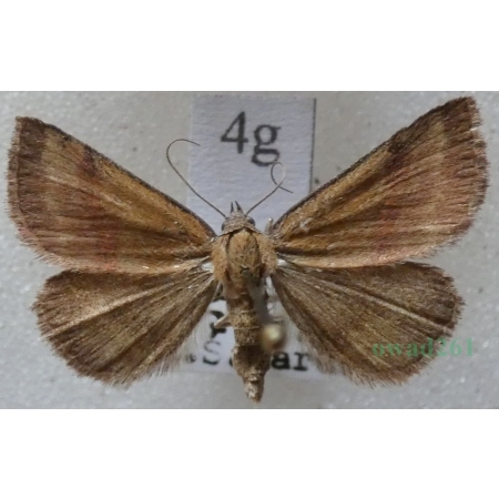 Phytometra viridaria (Clerck, 1759) Pomiarka oliwinka Slovakia4g